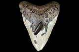 Huge, Fossil Megalodon Tooth - North Carolina #75506-1